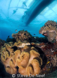 coming up to our diveboat on apo island. by Steve De Neef 
